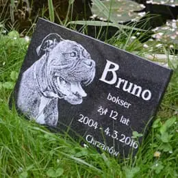 Pies Bruno