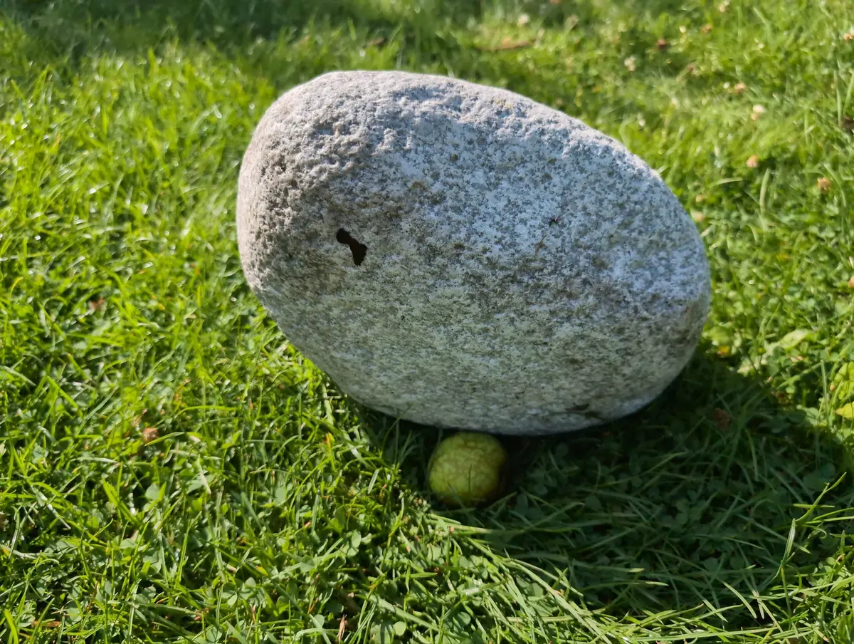 #54 głaz - pomnik dla psa